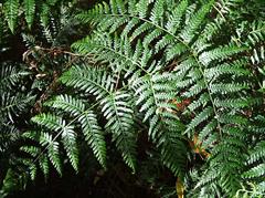 سرخس اسکولنتوم